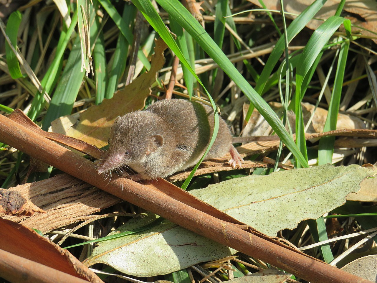 Musaranho