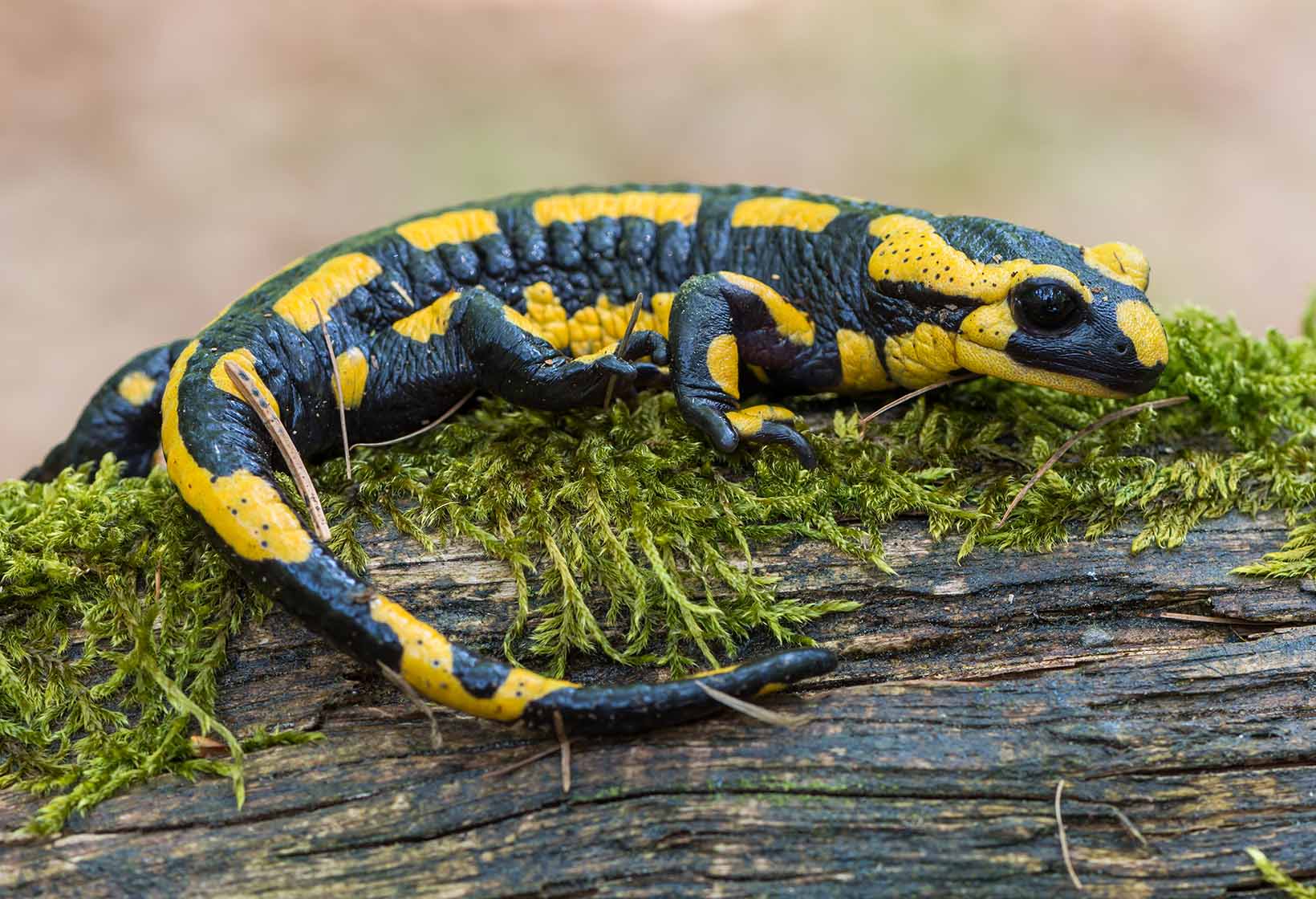 Salamandra
