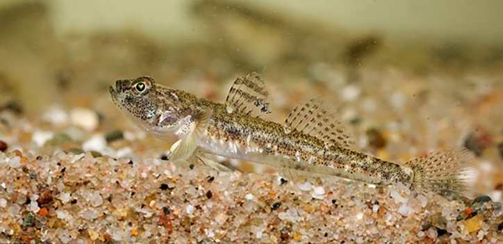 Pomatoschistus
